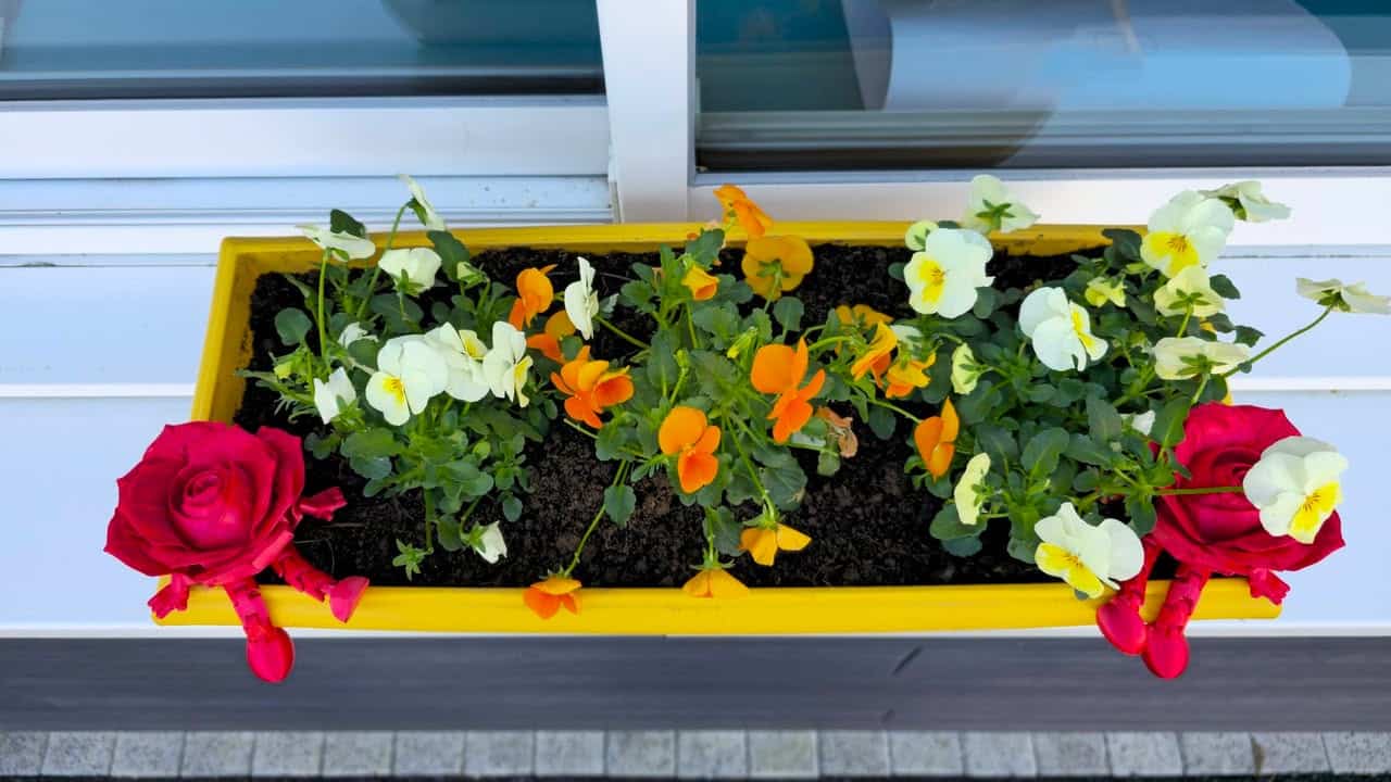 Le printemps arrive 1 945526111319398 - Scaër Quimperlé Rose articulée – Image 3